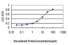 Anti-CTDSP2 Mouse Monoclonal Antibody [clone: 4F4]