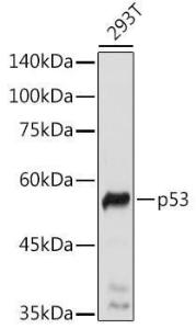 Western blot analysis of extracts of 293T cells, using Anti-p53 Antibody (A308277) at 1:1000 dilution. The secondary Antibody was Goat Anti-Rabbit IgG H&L Antibody (HRP) at 1:10000 dilution. Lysates/proteins were present at 25 µg per lane