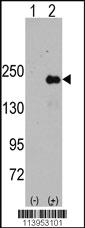 Anti-SPAG9 Rabbit Polyclonal Antibody