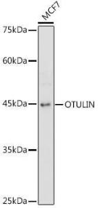 Western blot analysis of extracts of MCF7 cells, using Anti-OTULIN Antibody (A305722) at 1:1,000 dilution. The secondary antibody was Goat Anti-Rabbit IgG H&L Antibody (HRP) at 1:10,000 dilution.