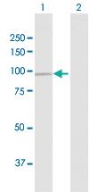 Anti-DDX50 Rabbit Polyclonal Antibody