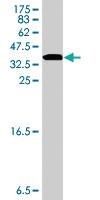 Anti-NEU2 Mouse Polyclonal Antibody