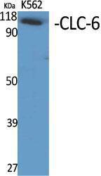 Western blot analysis of various cells using Anti-CLCN6 Antibody