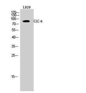 Western blot analysis of L929 cells using Anti-CLCN6 Antibody