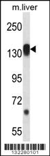 Anti-RPS6KC1 Rabbit Polyclonal Antibody