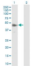 Anti-IRF9 Mouse Polyclonal Antibody