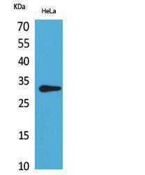 Western blot analysis of extracts from HeLa cells using Anti-CD37 Antibody