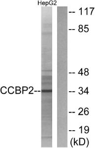 Antibody anti-CCBP2 A99834-100 100 µg