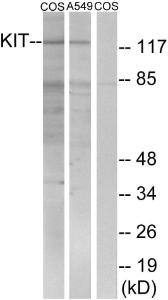 Western blot analysis of lysates from COS7/A549 using Anti-c-Kit Antibody. The right hand lane represents a negative control, where the antibody is blocked by the immunising peptide.