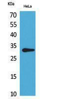 Western blot analysis of HeLa cells using Anti-CD37 Antibody