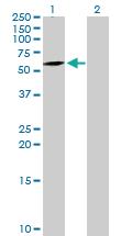 Anti-ATG16L1 Mouse Polyclonal Antibody