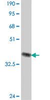 Anti-CUL4A Mouse Polyclonal Antibody