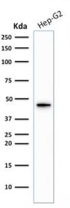 Western blot analysis of HepG2 cell lysate using Anti-Cytokeratin 19 Antibody [KRT19/1959R]