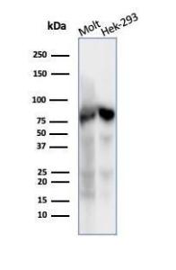 Western blot analysis of (Lane 1) MOLT-4 cell line lysate and (Lane 2) HEK293 cell line lysate using Anti-Ku80 Antibody [XRCC5/7317]