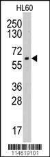 Anti-TLR9 Rabbit Polyclonal Antibody