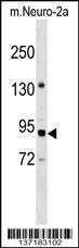 Anti-PWP2 Rabbit Polyclonal Antibody (Biotin)