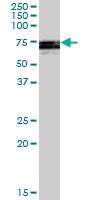 Anti-ATG16L1 Mouse Polyclonal Antibody