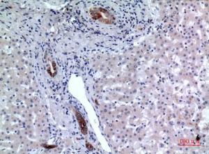 Immunohistochemical analysis of paraffin-embedded human liver using Anti-CD37 Antibody