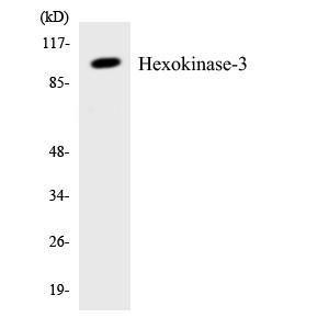 Western blot analysis of the lysates from COLO205 cells using Anti-Hexokinase-3 Antibody