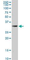 Anti-KCNRG Mouse Polyclonal Antibody