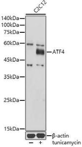 Antibody A308278-100 100 µl