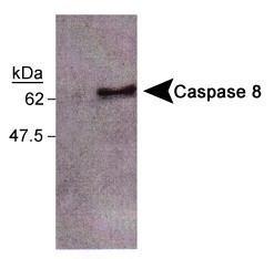 Anti-NBS1 Rabbit Polyclonal Antibody (DyLight® 488)