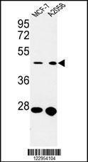 Anti-CDC37 Rabbit Polyclonal Antibody (Biotin)