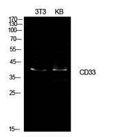 Western blot analysis of extracts from NIH 3T3, KB cells using Anti-CD33 Antibody