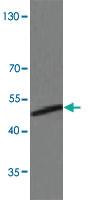 Anti-AURKA Rabbit Polyclonal Antibody