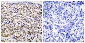 Anti-CREB + CREM Rabbit Polyclonal Antibody