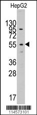 Anti-LAP3 Rabbit Polyclonal Antibody