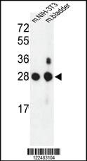 Anti-HOXC11 Rabbit Polyclonal Antibody