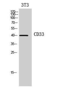 Western blot analysis of 3T3 cells using Anti-CD33 Antibody