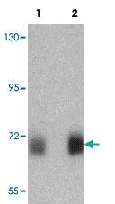 Anti-PRC1 Rabbit Polyclonal Antibody