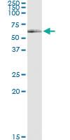 Anti-ATG16L1 Rabbit Polyclonal Antibody