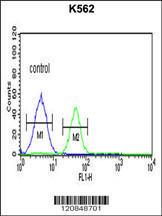 Anti-FOLH1B Rabbit Polyclonal Antibody (FITC (Fluorescein Isothiocyanate))