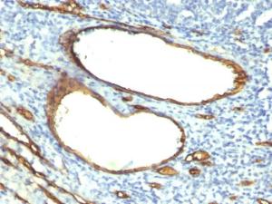 Immunohistochemical analysis of formalin-fixed, paraffin-embedded human tonsil using Anti-CD34 Antibody [HPCA1/763]