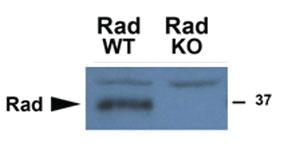 Anti-RRAD Goat Polyclonal Antibody