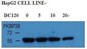 Anti-FKBP8 Rabbit Polyclonal Antibody (PE (Phycoerythrin))