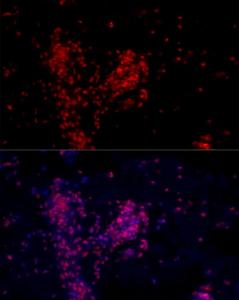 Antibody A308278-100 100 µl