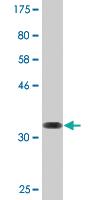 Anti-RGN Mouse Monoclonal Antibody [clone: 4B9]