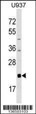 Anti-AKIRIN2 Rabbit Polyclonal Antibody (AP (Alkaline Phosphatase))