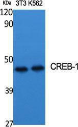 Anti-CREB + CREM Rabbit Polyclonal Antibody