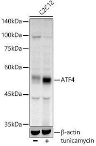 Anti-ATF-4 Rabbit Polyclonal Antibody