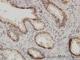 Anti-IRF9 Mouse Monoclonal Antibody [clone: 1C10]