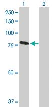 Anti-RASGRP3 Mouse Polyclonal Antibody