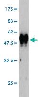 Anti-RASL11B Mouse Monoclonal Antibody [clone: 1B5]