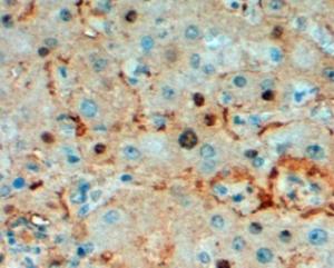 EB06643 (2 µg/ml) staining of paraffin embedded Human Liver Steamed antigen retrieval with Tris/EDTA buffer pH 9, HRP-staining.