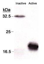 Anti-CASP3 Mouse monoclonal antibody unconjugated [clone: CPP32 4-1-18]