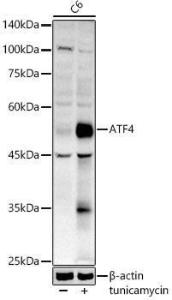 Anti-ATF-4 Rabbit Polyclonal Antibody